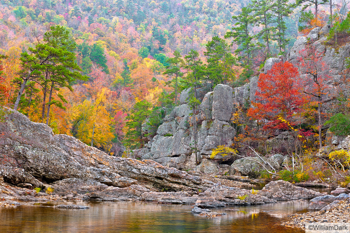 A winding section of the Little Mo' during the peak of fall color.