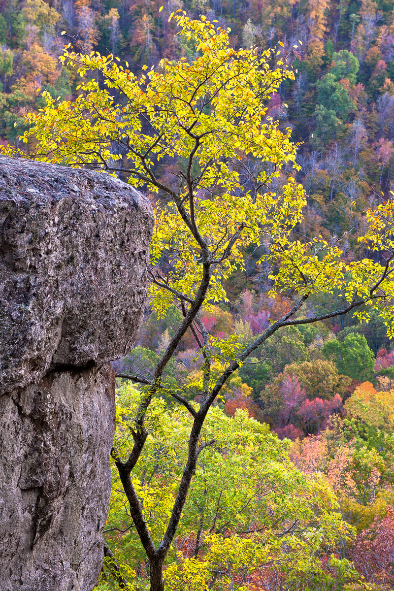 Early morning light illuminates this small and graceful tree reaching for the sky.