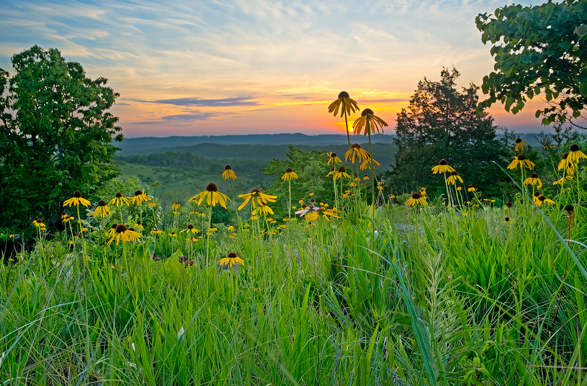 Yellow coneflower at peak bloom on the glades.