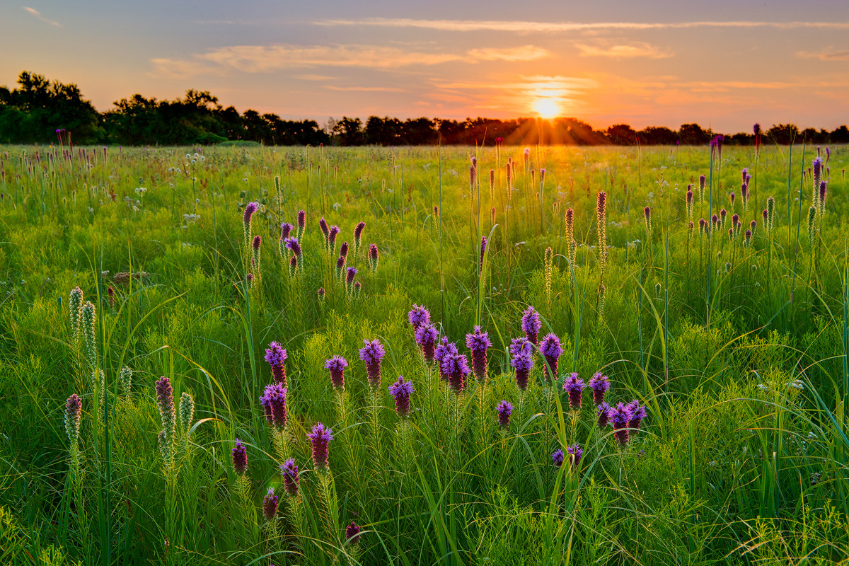 Blazing Star basking in the early morning light, Wah Sha She Prairie, Missouri. &nbsp;It is one of the largest remaining hardpan...