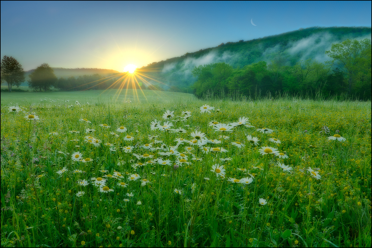 Sunrise over a field of ox-eyed daisies...May morning in the Ozark Mountains.