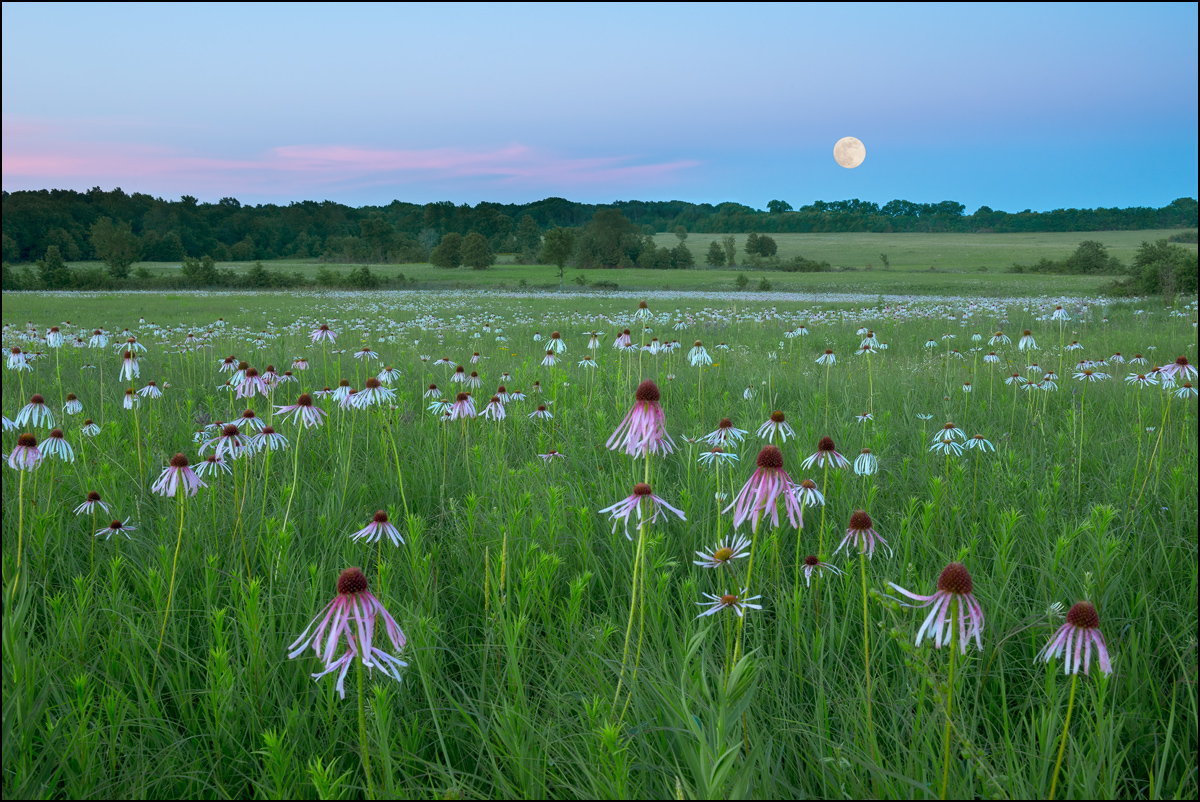 Strawberry full moon rises over Cook Prairie as coneflower and other wildflowers are at peak bloom.