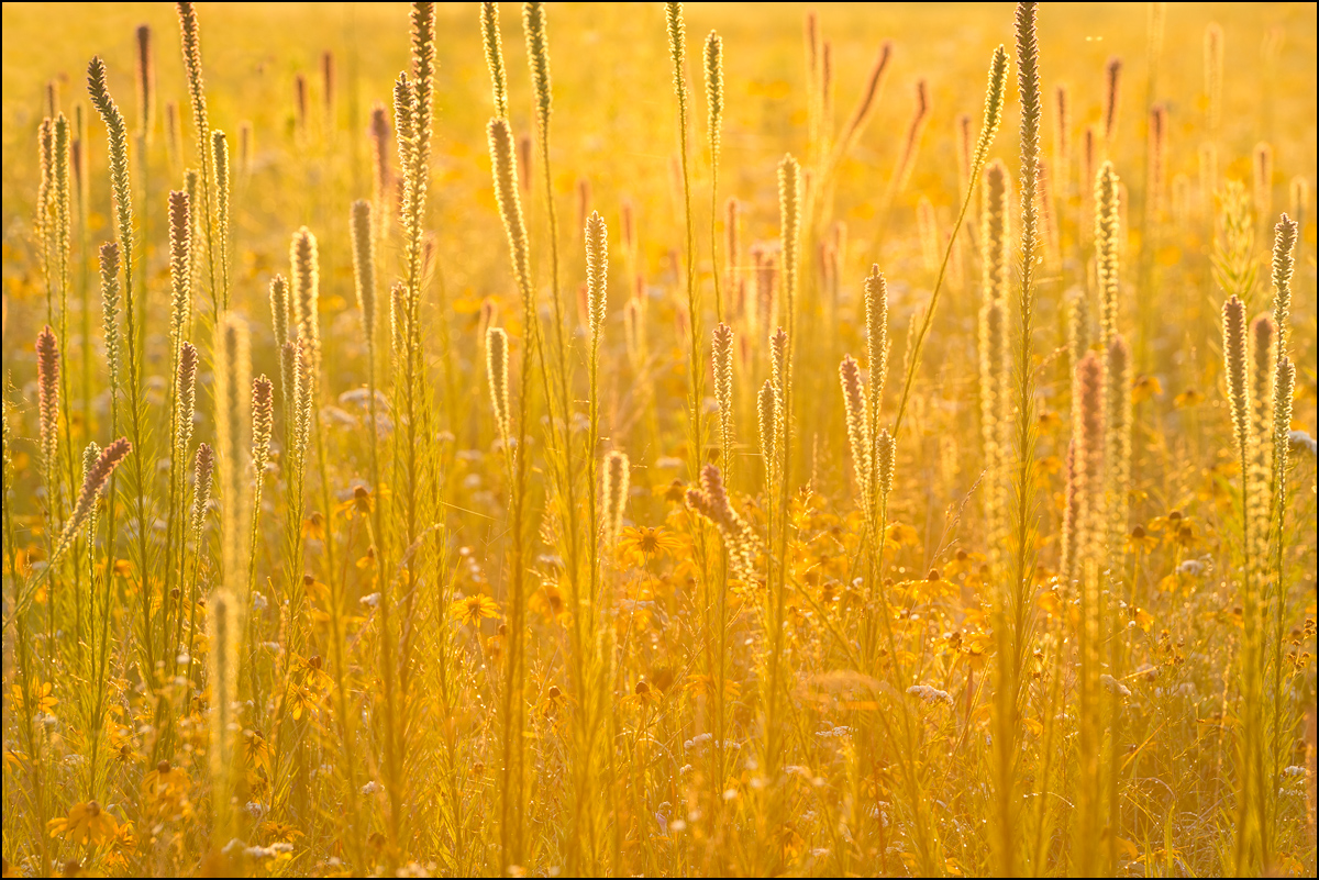 Intense sunlight backlights a sea of blazing star at sunrise - Diamond Grove Prairie, Missouri.
