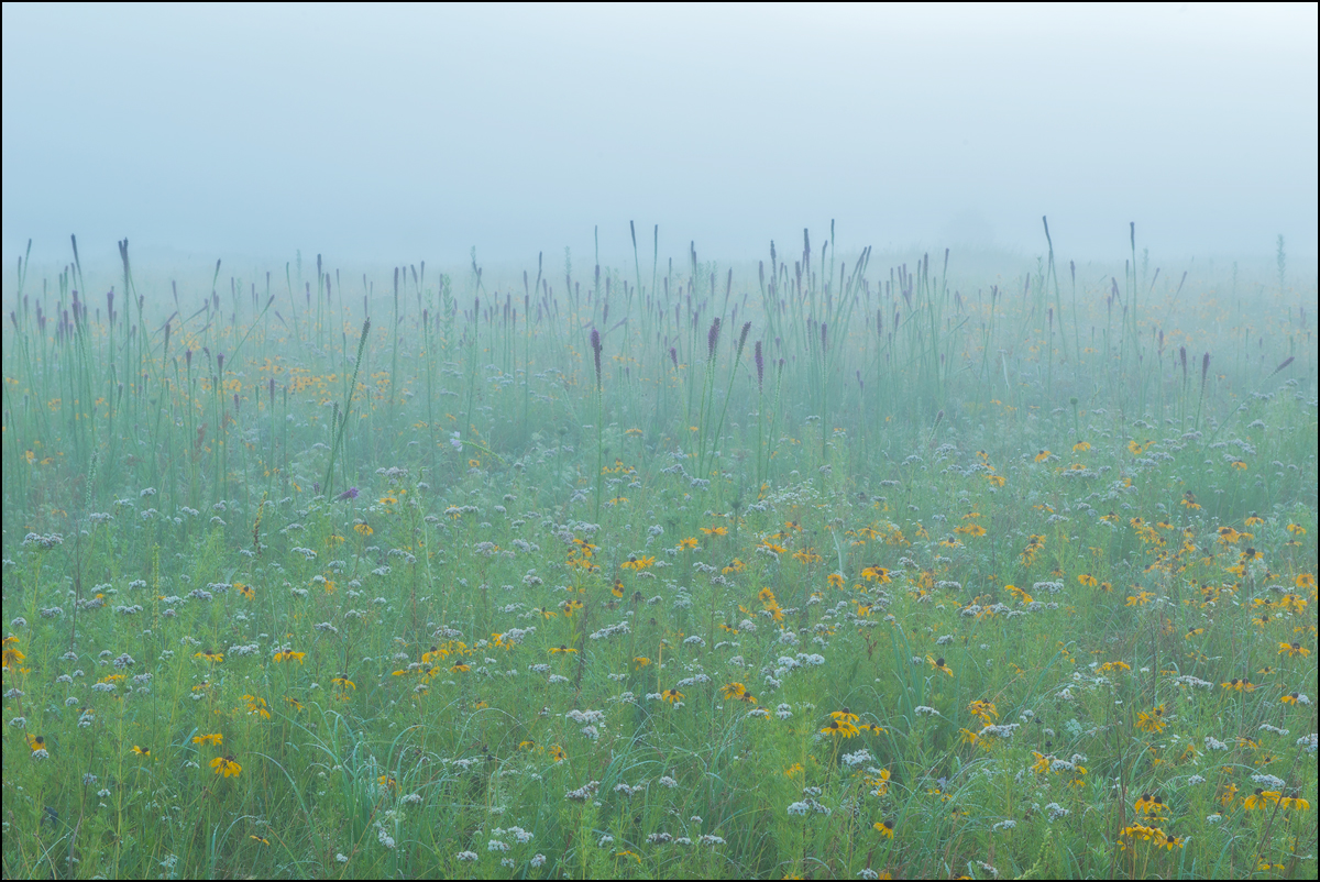 Early morning fog begins to lift at Diamond Grove Prairie, Missouri.&nbsp; 2017 was a good year for blazing star.