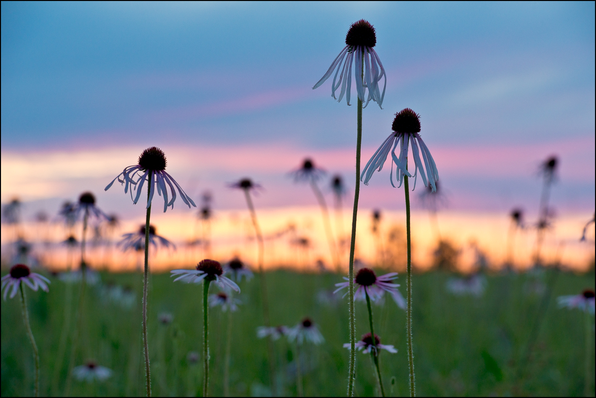 Pale purple cone flower blooms against a June sunset on Sheldon Cook Prairie - prized for its diversity of wildflower populations...