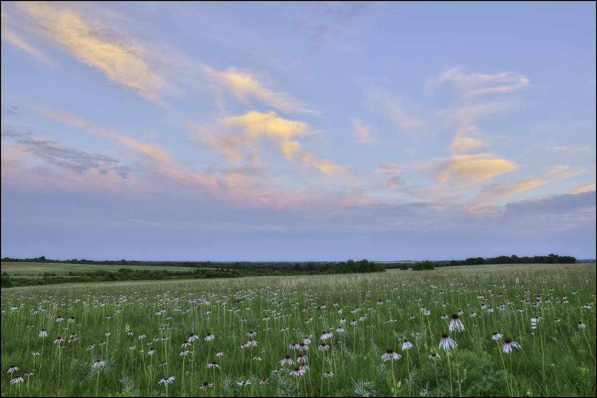 Pale purple cone flower blooms at sunset on Sheldon Cook Prairie - prized for its diversity of wildflower populations.