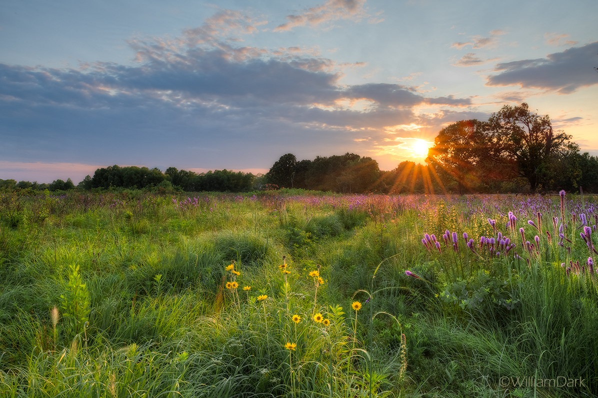 A July sunset over blazing star at its peak bloom - Searles Prairie Natural Area, Rogers, Arkansas
