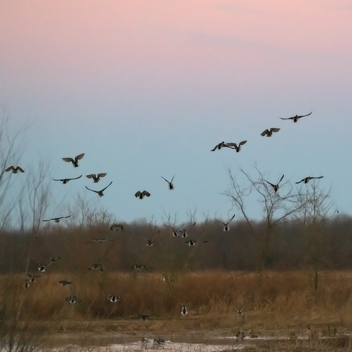 Ducks Taking Flight